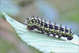 <p>MARTINÁČ HABROVÝ (Saturnia pavonia) ---- /Small Emperor Moth - Kleines Nachtpfauenauge/</p>